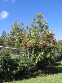 Chillingham - Red Flowering Eucalyptus